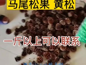 橡子屋新手攻略：松果高效获取指南，教你快速积累松果资源