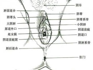 大荫蒂黑又大毛茸高清在线观看，日本进口，专业成人用品，私密发货