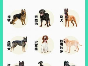 张警犬 9 分 10 秒头撞玻璃视频观看：训练有素的警犬展示惊人力量