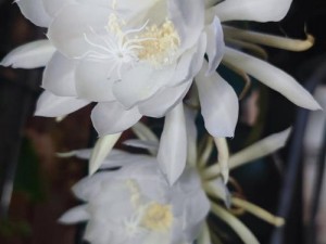 野花 7：续写辉煌还是昙花一现？