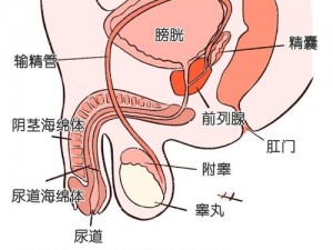 男性生殖图片大全大图，了解男性生殖健康的必备参考