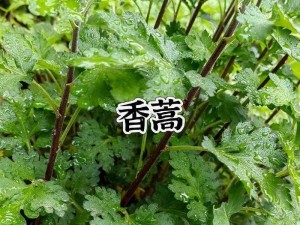 嫩叶草 m 码欧洲码的区别在于尺寸不同