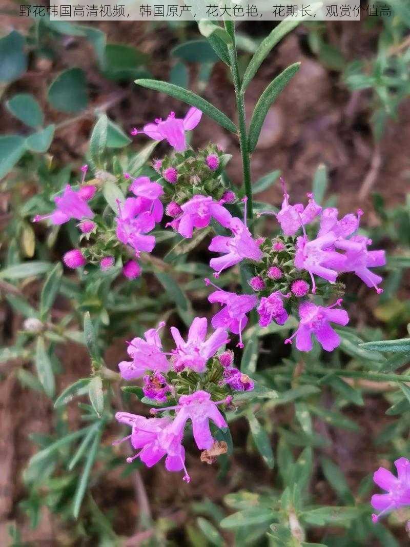 野花韩国高清视频，韩国原产，花大色艳，花期长，观赏价值高