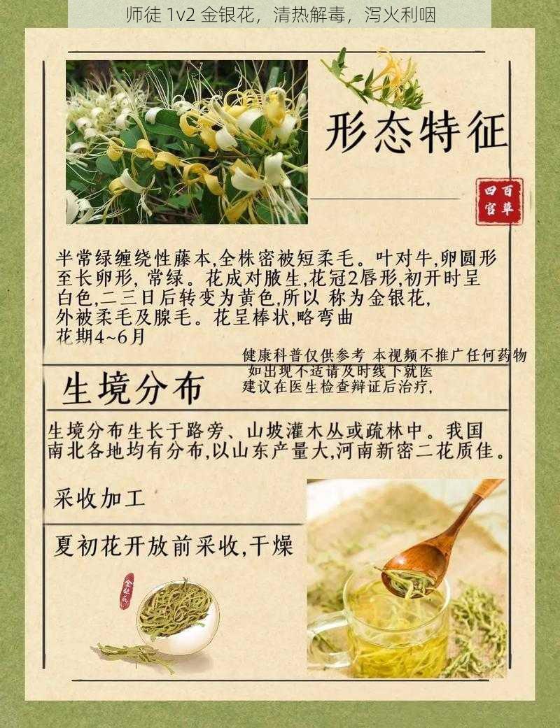 师徒 1v2 金银花，清热解毒，泻火利咽