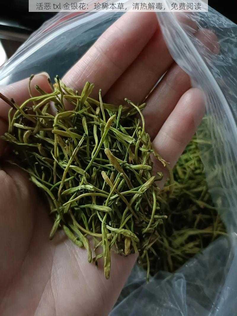 活恶 txl 金银花：珍稀本草，清热解毒，免费阅读