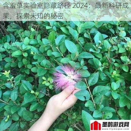 含羞草实验室隐藏路径 2024：最新科研成果，探索未知的秘密