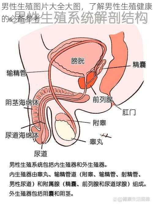 男性生殖图片大全大图，了解男性生殖健康的必备参考